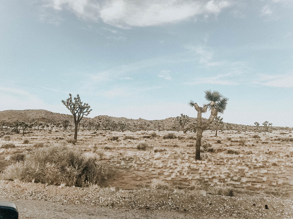 My brother flew in from Denver for a few of the days so we made the short trip to Joshua Tree . I decided to stay off my phone, so I barely have any pictures, but this place is breathtaking. It's so bizarre and unique, definitely a must see. I am already starting to plan my trip back so I can spend a few nights camping here!